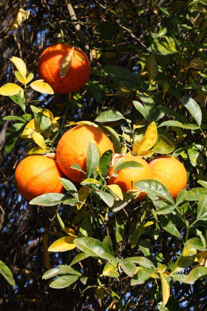            Fruit (Riverside, CA)   